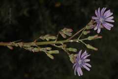 Lactuca dolichophylla